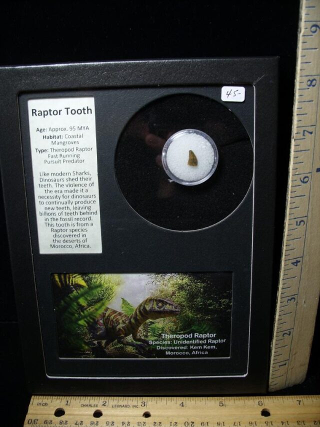 Authentic Raptor Dinosaur Tooth (062322a)