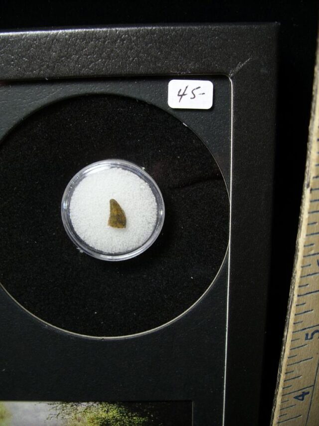 Authentic Raptor Dinosaur Tooth (062322a) - Image 2