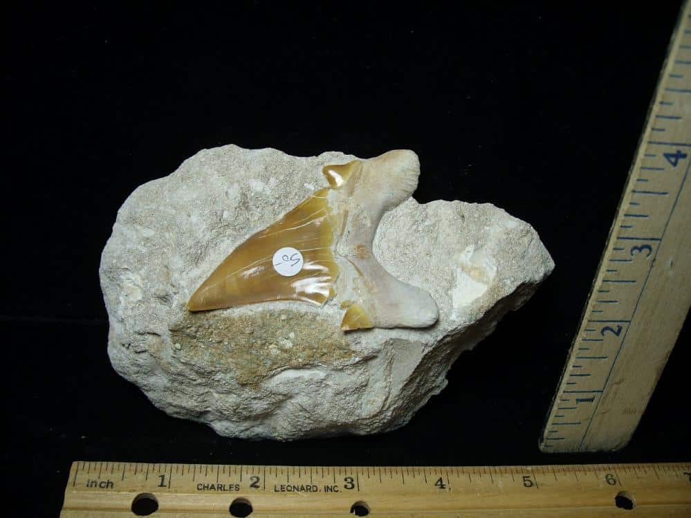 Large High Quality Fossil Shark Tooth In Rock (080222a) - The Stones 