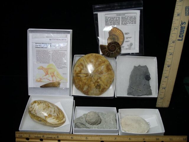 7 Count Beginners Fossil Kit (090722b) - The Stones & Bones Collection