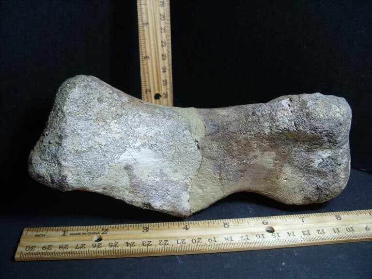 Large Edmontosaurus Dinosaur Metatarsal (012823rs) - The Stones & Bones ...