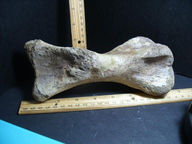 Large Edmontosaurus Dinosaur Metatarsal (012823rs) - The Stones & Bones ...