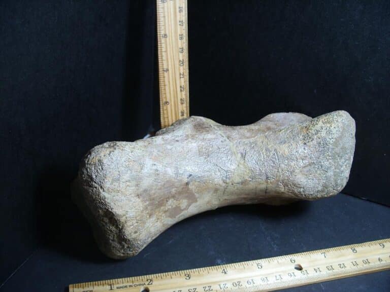 Large Edmontosaurus Dinosaur Metatarsal (012823rs) - The Stones & Bones ...