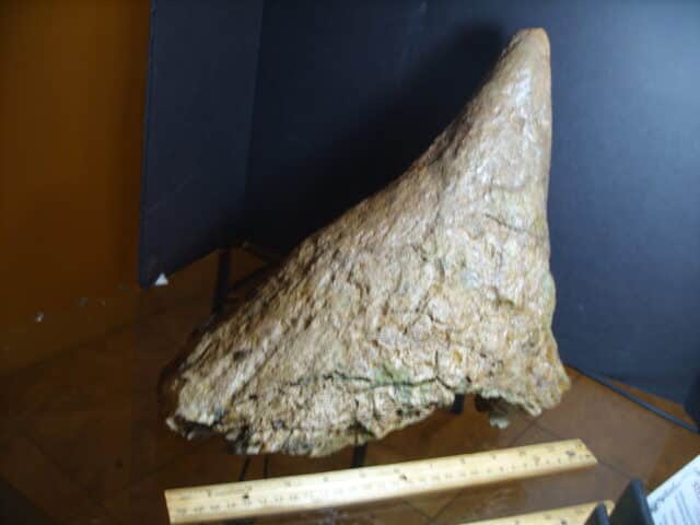 Triceratops Nose Horn (013125f)