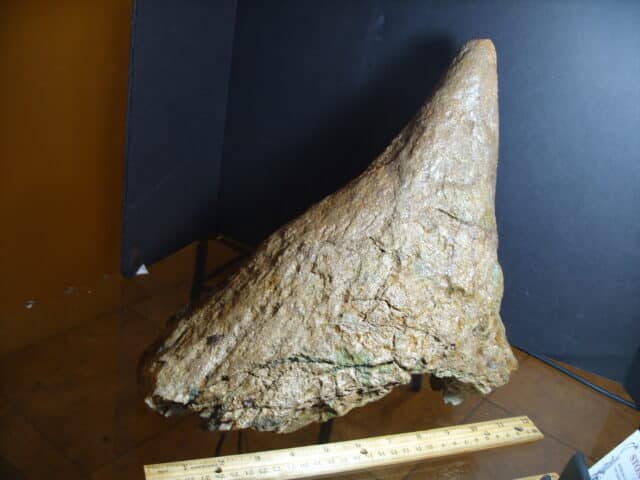 Triceratops Nose Horn (013125f) - Image 3