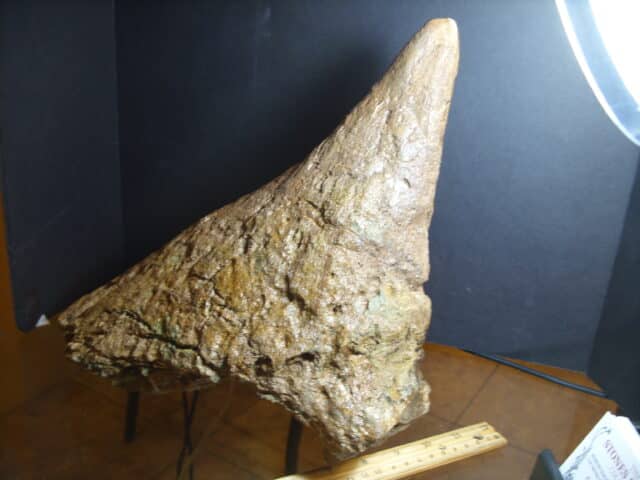 Triceratops Nose Horn (013125f) - Image 4