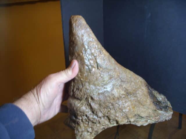 Triceratops Nose Horn (013125f) - Image 6