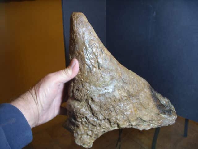 Triceratops Nose Horn (013125f) - Image 5