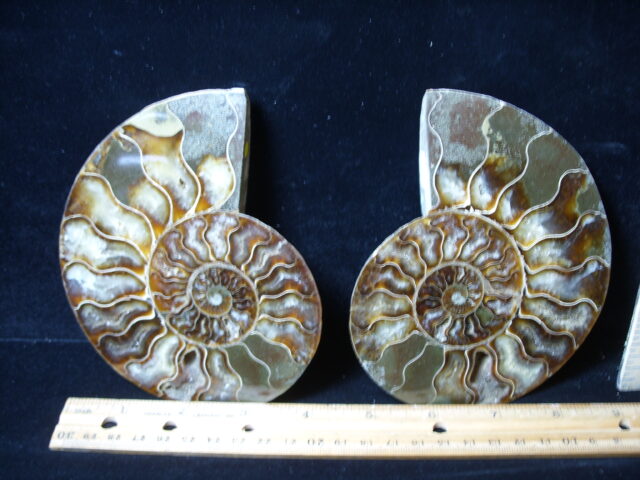 Sliced & Polished Ammonite  (021425a)