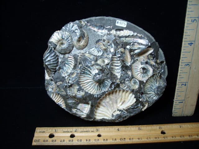 Iridescent  Ammonites (020725p)