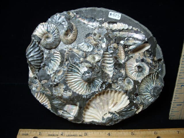 Iridescent  Ammonites (020725p) - Image 2