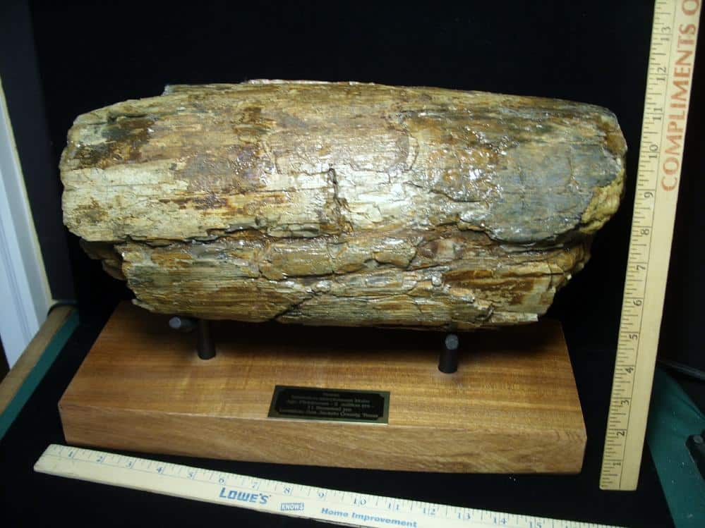 Fossilized Mammoth Tusk 