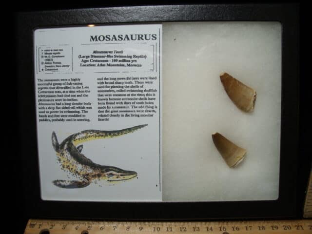 Mosasaur Teeth (010725f)