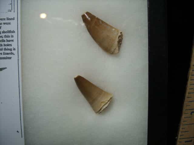 Mosasaur Teeth (010725f) - Image 3