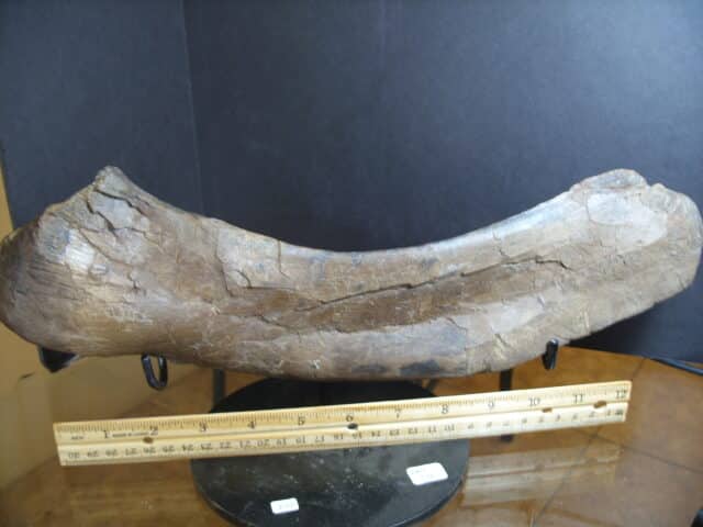 Hadrosaur (Duckbill Dinosaur) Scapula (012925e)