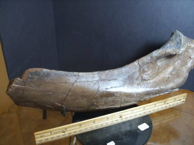 Hadrosaur (Duckbill Dinosaur) Scapula (012925e) - Image 4