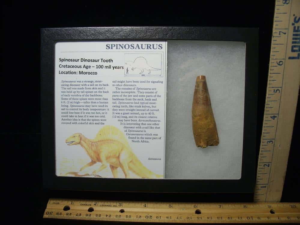 Spinosaurus bones for online sale