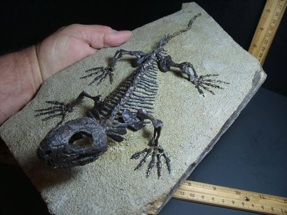 Captorhinus Permian Reptile Skeleton (018124a)...ON HOLD for WA,,,01/24 ...