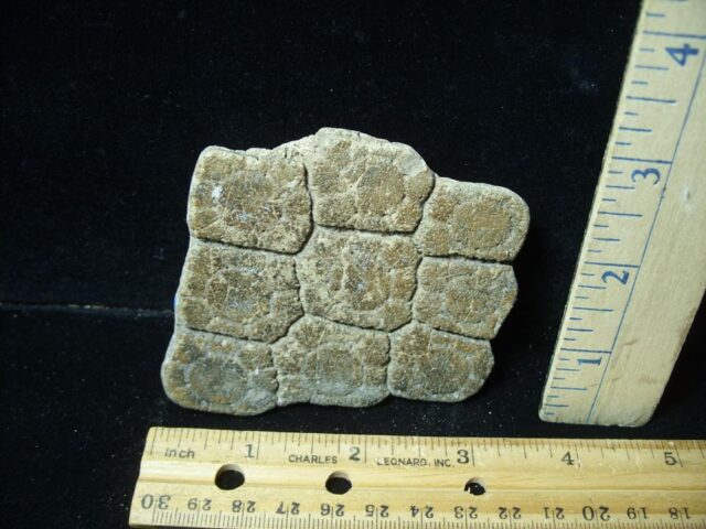 Fossil Glyptodon Scute Plate  (020324f)