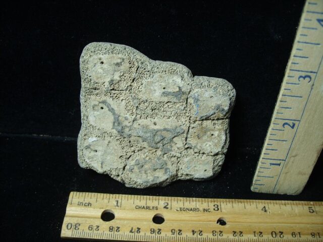 Fossil Glyptodon Scute Plate  (020324f) - Image 3