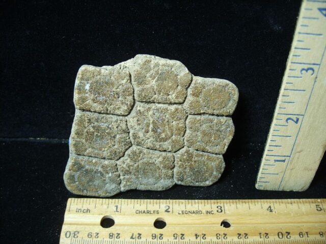 Fossil Glyptodon Scute Plate  (020324f) - Image 4