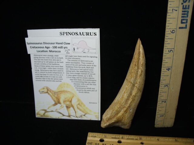 Spinosaur Dinosaur Foot Claw (Restored)(020224m - Image 2