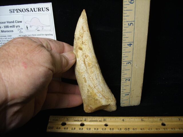 Spinosaur Dinosaur Foot Claw (Restored)(020224m