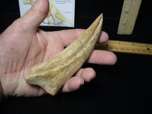 Spinosaur Dinosaur Foot Claw (Restored)(020224m - Image 3