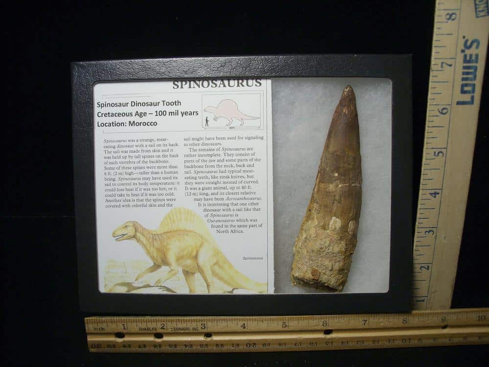 Large Authentic Spinosaurus Dinosaur Tooth (022824et) - The Stones ...