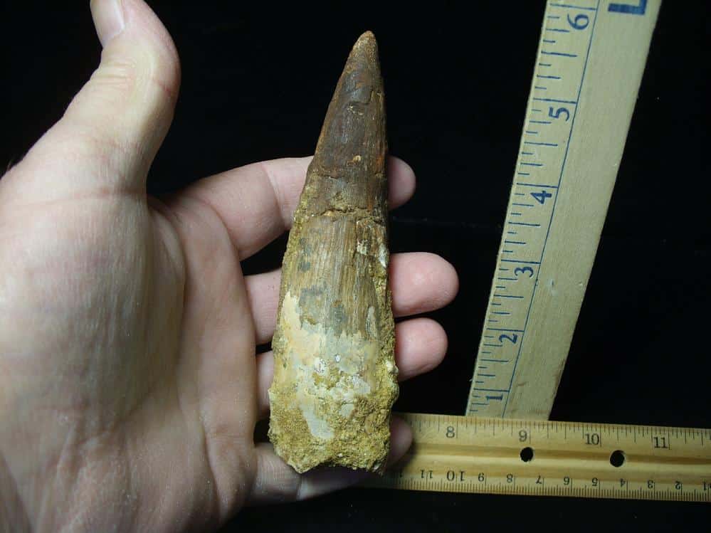 Large Authentic Spinosaurus Dinosaur Tooth (022824et) - The Stones ...