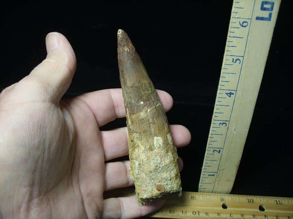 Large Authentic Spinosaurus Dinosaur Tooth (022824et) - The Stones ...