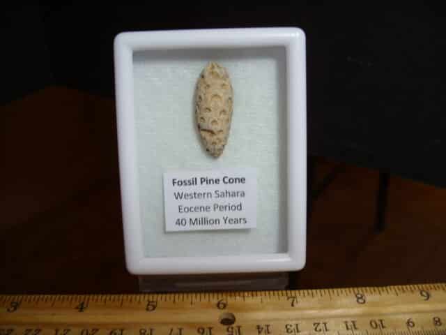 Fossilized  Pararaucaria Cone (012725g)