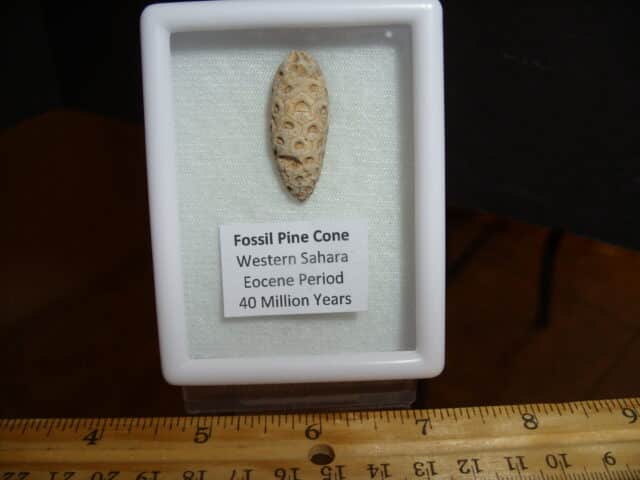 Fossilized  Pararaucaria Cone (012725g) - Image 2