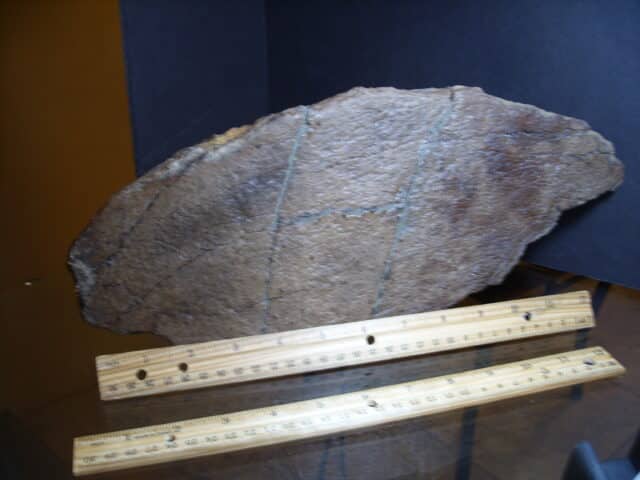 Triceratops Side Frill Projection (012925a) ,,,,,,,,ON HOLD for M S