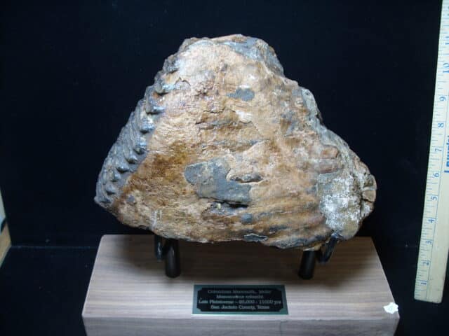 Fossilized Mammoth Molar (121324h)