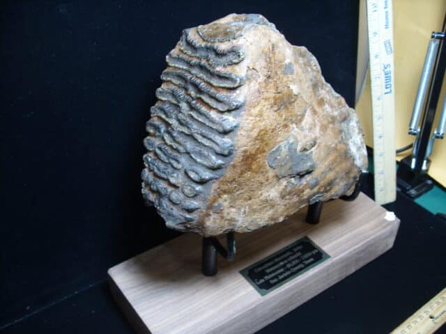 Fossilized Mammoth Molar (121324h) - Image 2