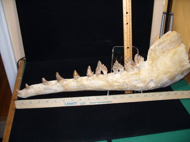 Basilosaurus Jaw– Ancient Whale (020725h))