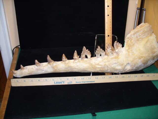 Basilosaurus Jaw– Ancient Whale (020725h)) - Image 3