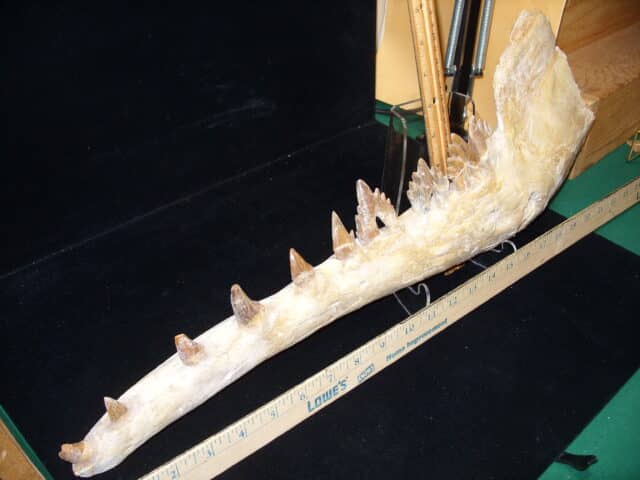 Basilosaurus Jaw– Ancient Whale (020725h)) - Image 4