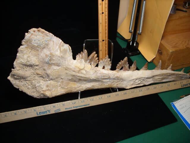 Basilosaurus Jaw– Ancient Whale (020725h)) - Image 5