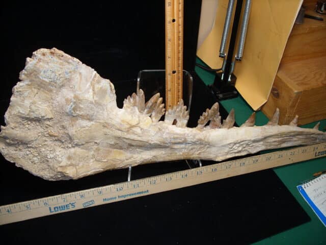 Basilosaurus Jaw– Ancient Whale (020725h)) - Image 6