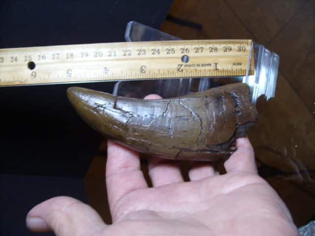 "Premium" T-rex Dinosaur Tooth (013025d) - Image 2