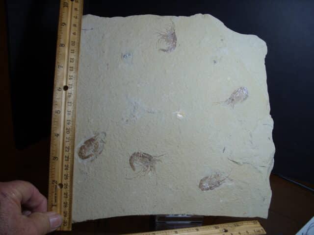 Nice Articulated Fossil Shrimps  (013025e)