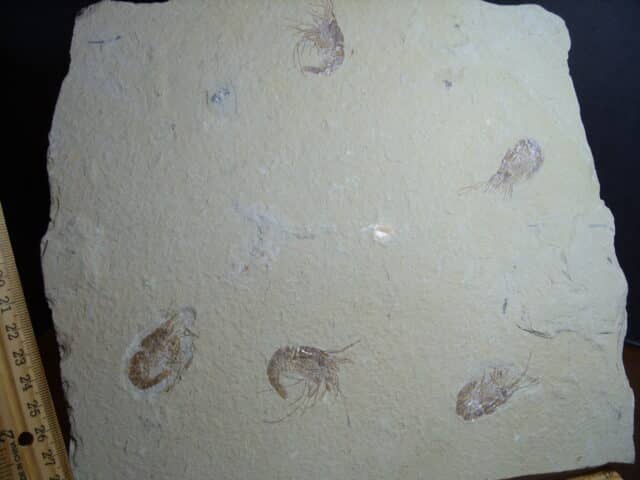 Nice Articulated Fossil Shrimps  (013025e) - Image 3