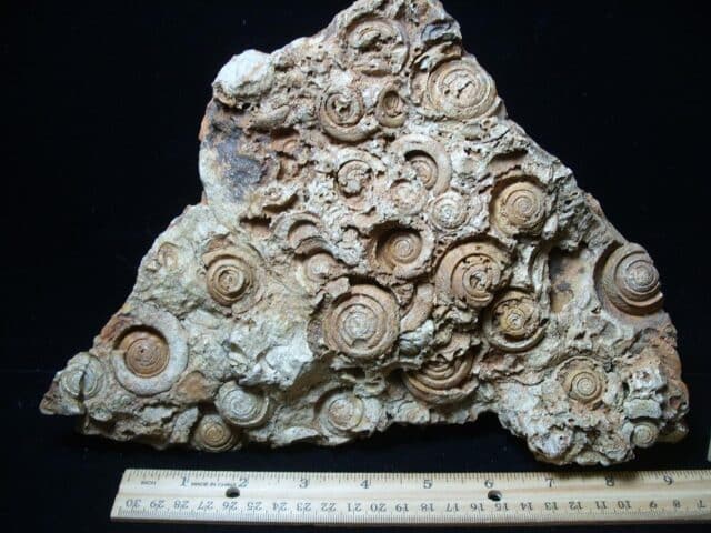 Fossil Gastropods (021224cc)