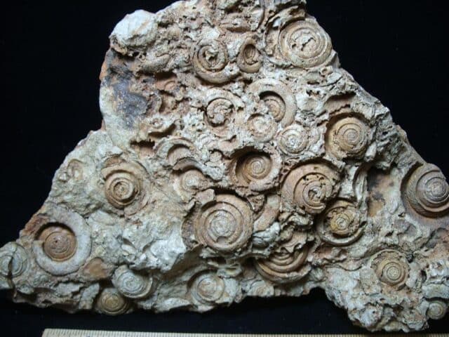 Fossil Gastropods (021224cc) - Image 2