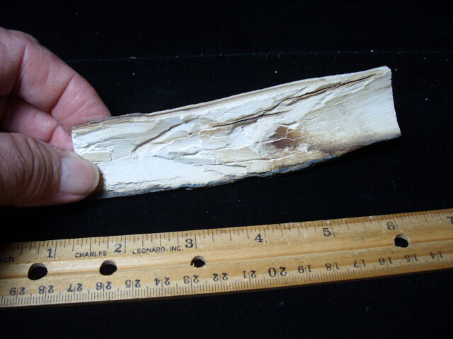 Mammoth Tusk Partial Specimen(021025a) - Image 3