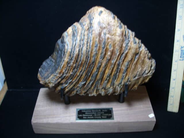 Fossilized Mammoth Molar (121324j)