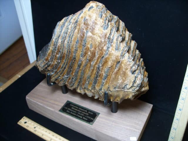 Fossilized Mammoth Molar (121324j) - Image 2