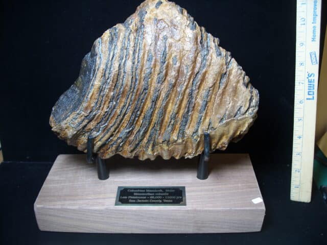 Fossilized Mammoth Molar (121324j) - Image 3